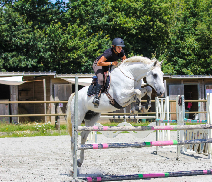 Formation Equus Project Éducateur jeunes chevaux