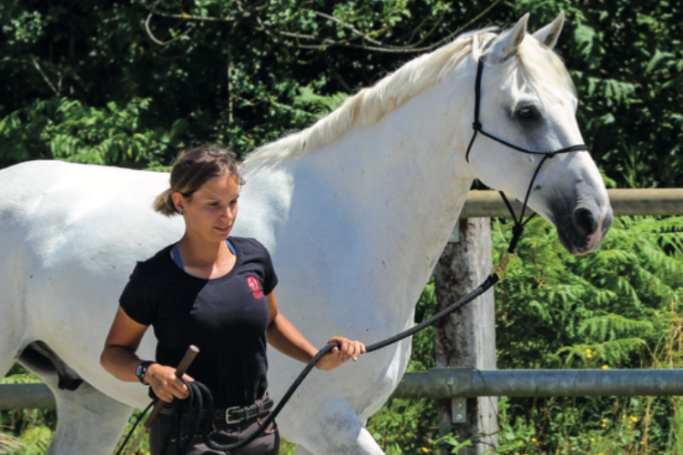 Événement Formation modulaire Savoirs 3 - Jeunes chevaux